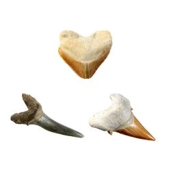 No Brand National Geographic Haaientanden Graaf Set -Speelgoed Winkel 1995672 5127df6f